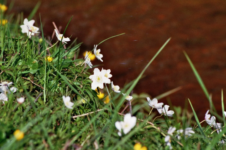 Anemone nemorosa