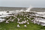 Meeuwen op het strandhoofd