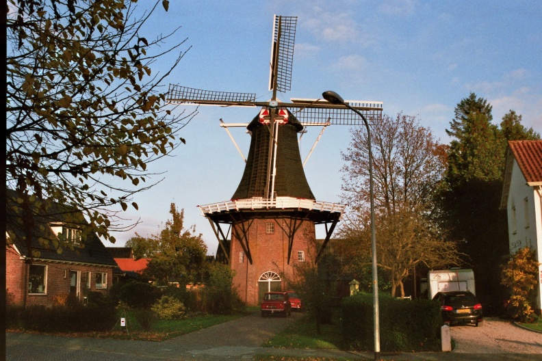 Windmolen De Stormvogel Loppersum met Dafjes