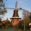 Windmolen De Stormvogel Loppersum met Dafjes