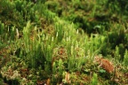 Lycopodium Spec. (Söderåsen)