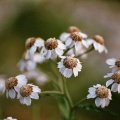 Wilde bertram (Achillea ptarmica)