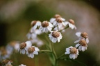 Wilde bertram (Achillea ptarmica)