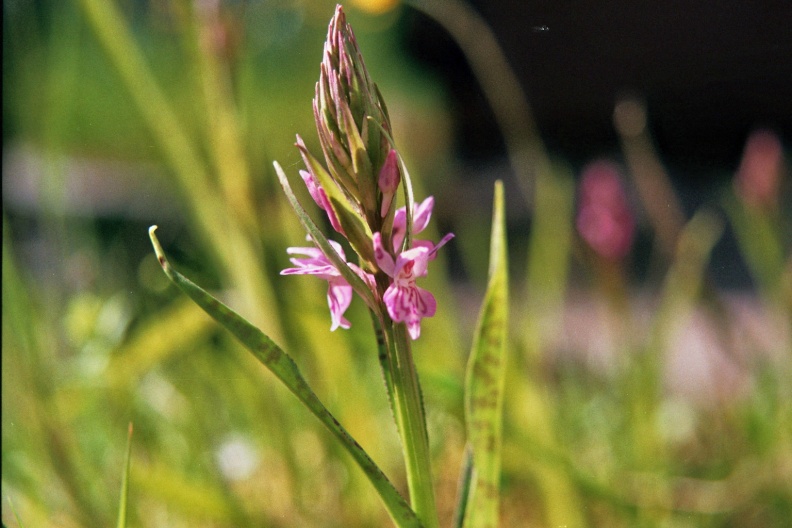 Gevlekte Rietorchis (Dactylorhiza Praetermissa Junialis)