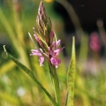 Gevlekte Rietorchis (Dactylorhiza Praetermissa Junialis)