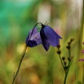 Grasklokje (Campanula rotundifolia)