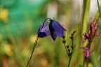 Grasklokje (Campanula rotundifolia)