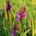 Gevlekte Rietorchis (Dactylorhiza praetermissa junialis)