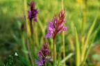 Gevlekte Rietorchis (Dactylorhiza praetermissa junialis)