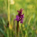 Gevlekte Rietorchis (Dactylorhiza praetermissa junialis)