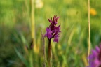 Gevlekte Rietorchis (Dactylorhiza praetermissa junialis)