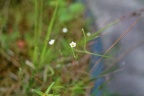 Geelhartje (Linum carthaticum)