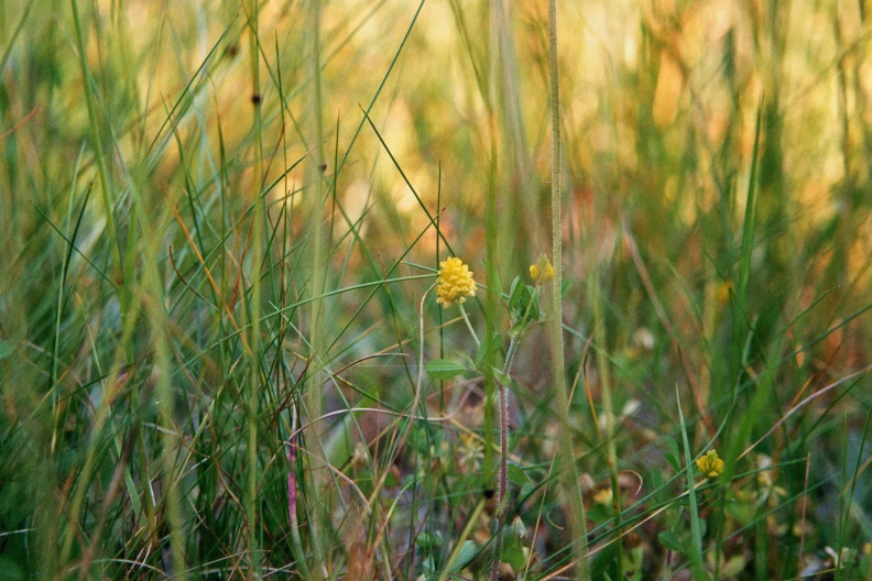 Liggende klaver Trifolium campestre