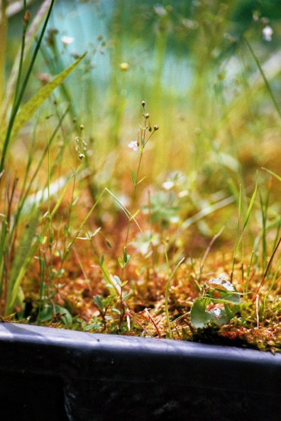 Geelhartje (Linum carthaticum)