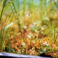 Geelhartje (Linum carthaticum)