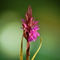 Rietorchis (Dactylorhiza preatermissa junialis)