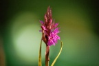 Rietorchis (Dactylorhiza preatermissa junialis)