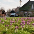 Krokusjes op de wierde van Usquert