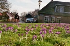 Krokusjes op de wierde van Usquert