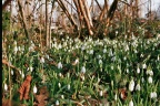 Sneeuwklokje / Schneeglöckchen / Snowdrop