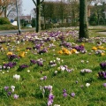 Krokussen in Appingedam