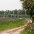 Biessumerbos bij Delfzijl
