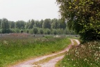 Biessumerbos bij Delfzijl