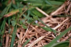 Klimopbladereprijs (Veronica hederafolia)