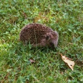 Egel / Hedgehog / Braunbrustigel