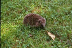 Egel / Hedgehog / Braunbrustigel