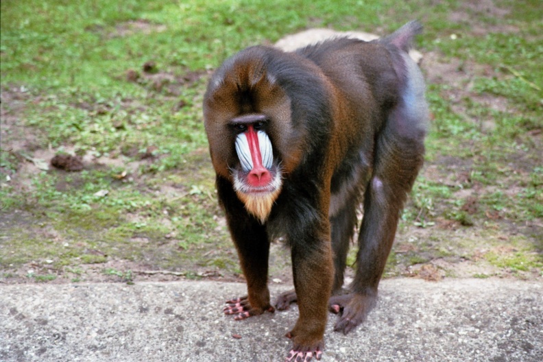 Mandrill (Mandrillus sphinx) in the zoo in Rhenen.
Camera: Canon Eos 3000
Film: Fujifilm Superia X-tra 400 ISO
Lens: Tamron AF70-300mm flickr-35946190864.jpg
