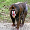 Mandril in Ouwehands Dierenpark