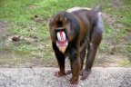 Mandril in Ouwehands Dierenpark
