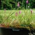 De natte verhuisbare natuurtuin bloeit