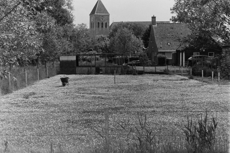 Madeliefjes kleuren ponyweitje wit