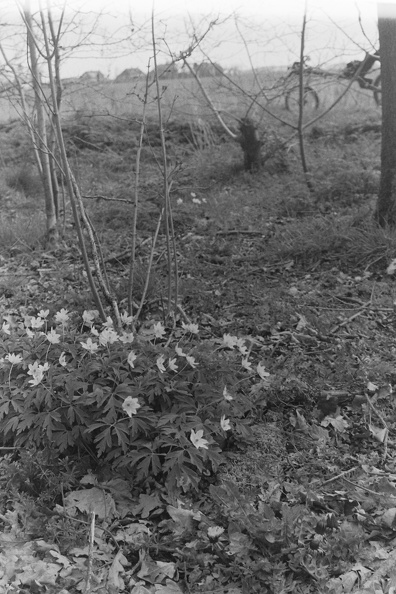 Bosanemonen in het Stedumerbos