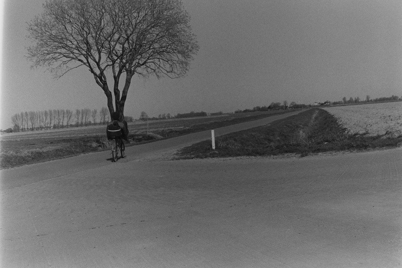 Boom langs de Battenweg