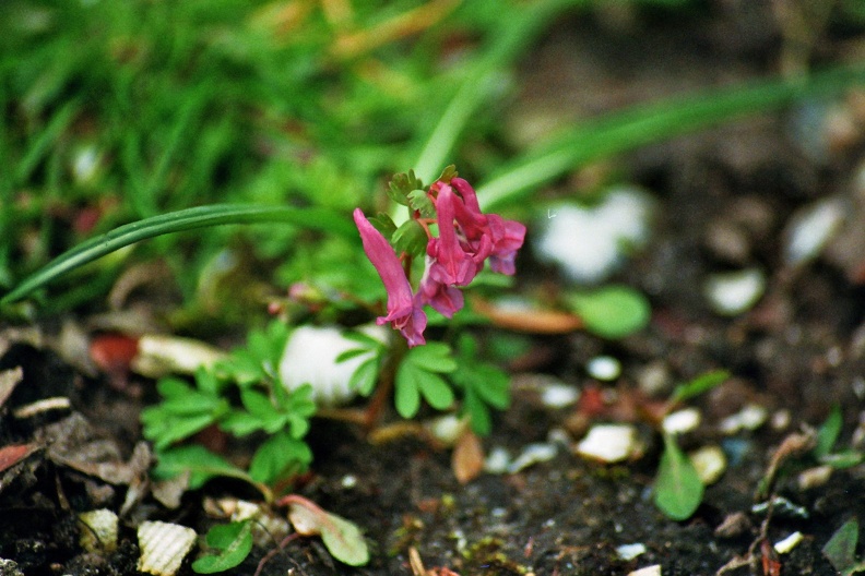 Vingerhelmbloem in Domies Toen