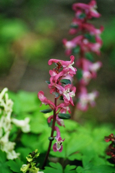 Holwortel (Corydalis cava) in Domies Toen
Camera: Canon Eos 3000
Film Kodak Gold 400 ISO imm005_6.jpg